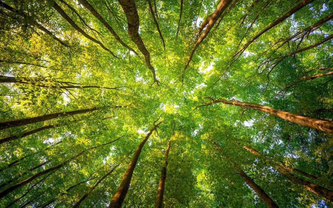 Successione Aziendale: Come Garantire Continuità d’Impresa